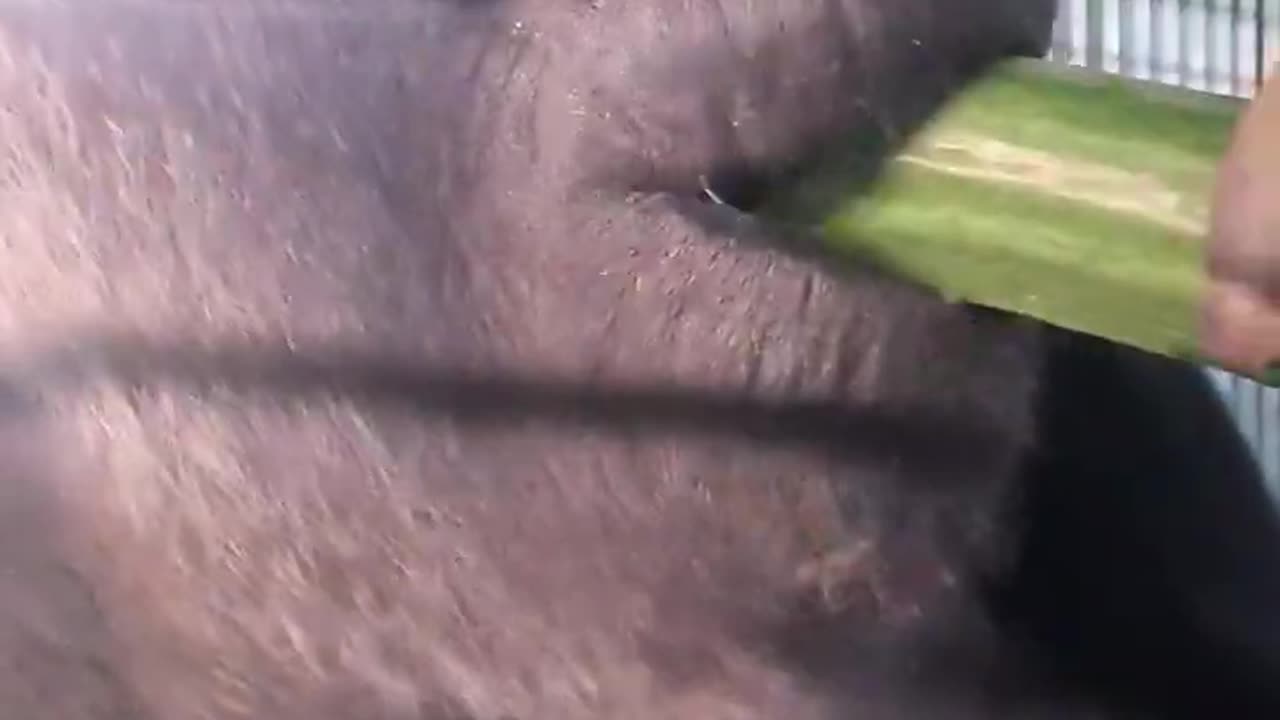 Gorilla eating large cucumber! #gorilla #eating #asmr #satisfying