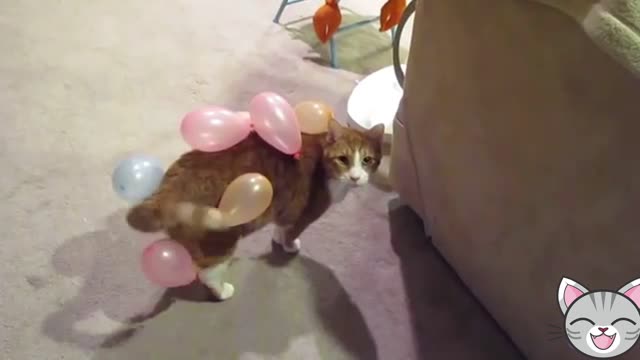 Funny kitten playing with balloon