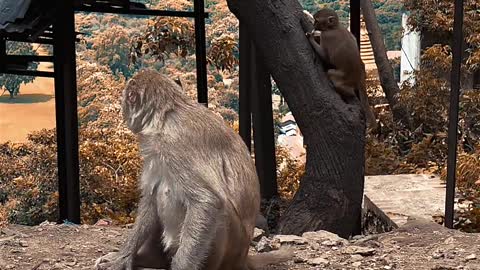 Funny monkey 🙉 is eating mountain banana 🍌 videos