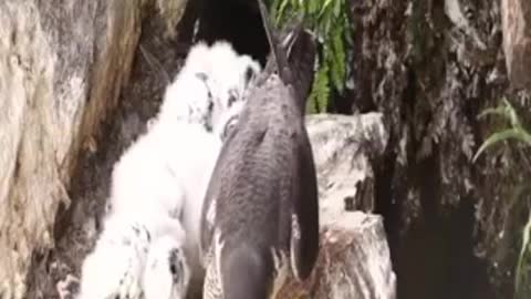 wild eagle hunter1