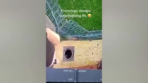 Funniest Dogs And Cats Videos 😁 Best Funny Animal Videos 2024 🥰 #animal #funnyanimals
