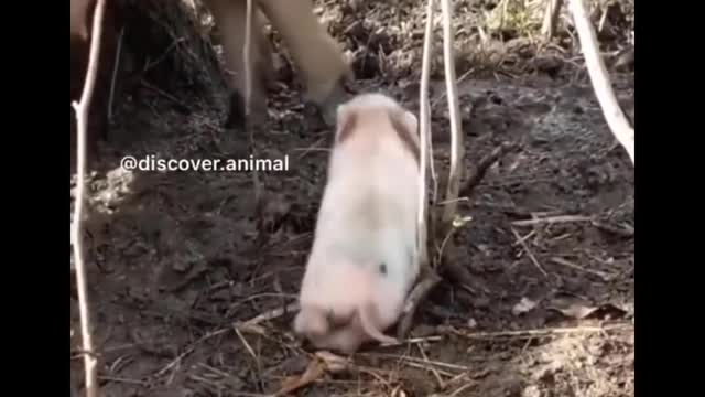 AWW SO CUTE! Cutest baby animals Videos Compilation Cute moment of the Animals - Cutest Animals #2