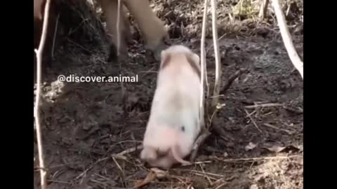 AWW SO CUTE! Cutest baby animals Videos Compilation Cute moment of the Animals - Cutest Animals #2