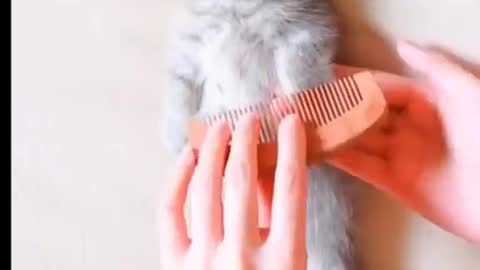 cute littlecat