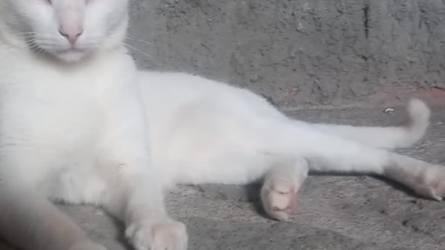 Wanahelton cat