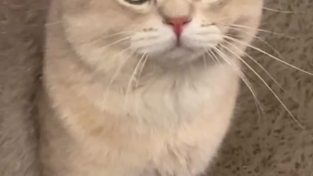 Would you listen carefully to what the cat is saying