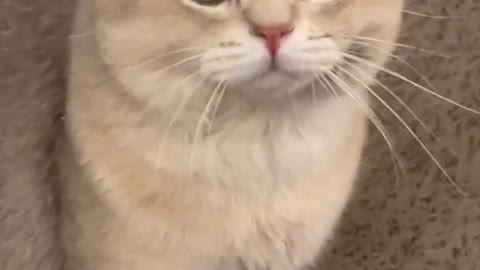 Would you listen carefully to what the cat is saying