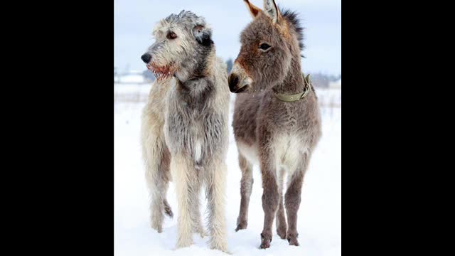 Different Big Dogs Around the world