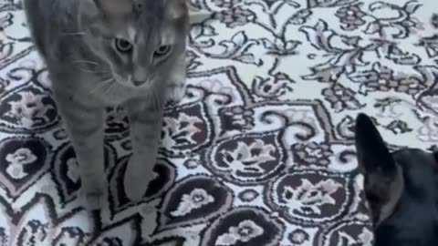 Funny animal