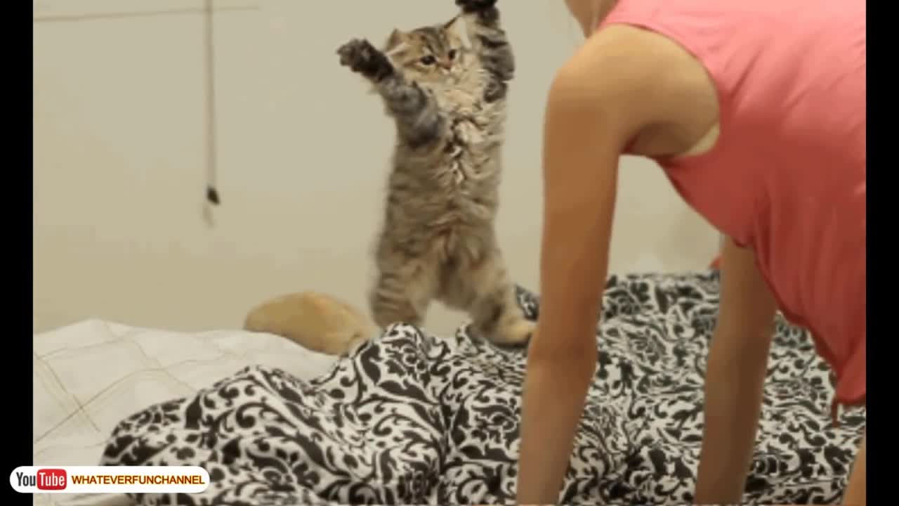 Funny Cat Vines - Short Funny Cats Videos