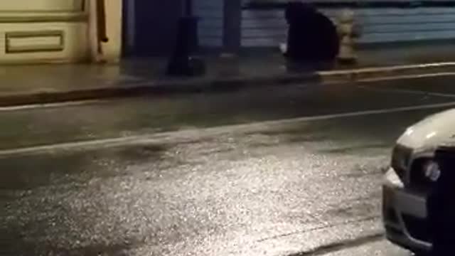 Black Bear Walking in Downtown Juneau