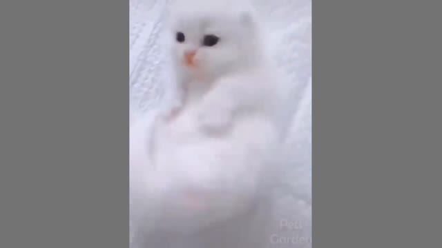 cute cat