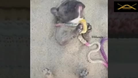 funny dog ​​enjoy it