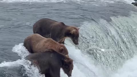 Bear hunting Fish