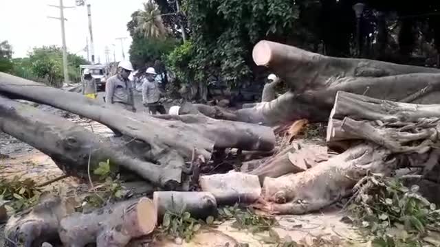 Caída de árbol dejó sin luz a Bocagrande, Castillogrande y El Laguito