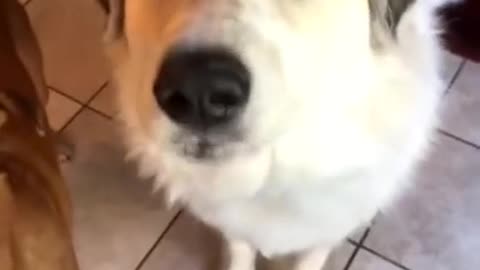 Dog tries mango for the first time.