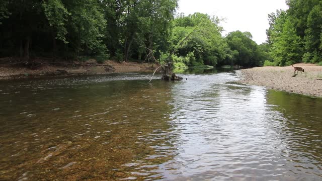 Niangua River at Fiery Fork Conservation Area