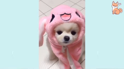 Funny Dogs of TIKTOK 😍Compilation 😘