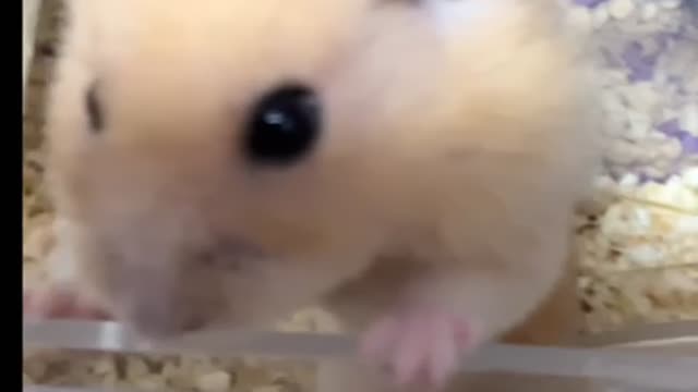 Cute Hamster