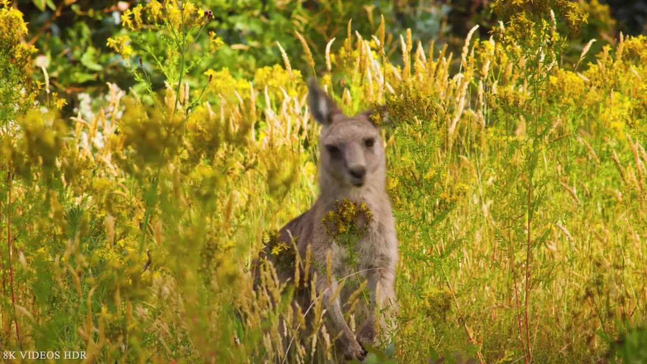 WILDLIFE WONDERS 8K ULTRA HD: Spectacular Animals