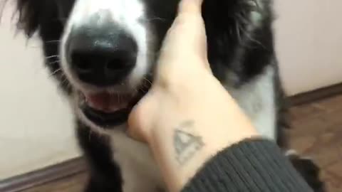 Border Collie giving a handshake