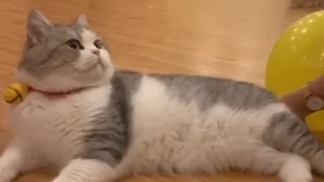 Cute cat videos funny Vol. 16