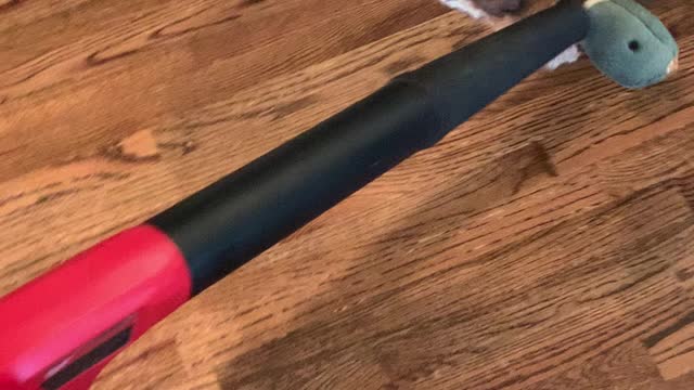 Banjo loves the blower