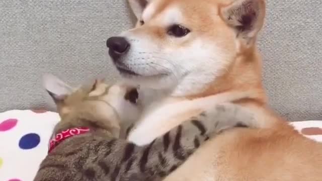 The Hands-Down Best Quotes About Cat Holding Dog