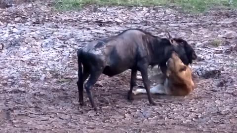 A struggle between a Lioness and wildebeest😳💥