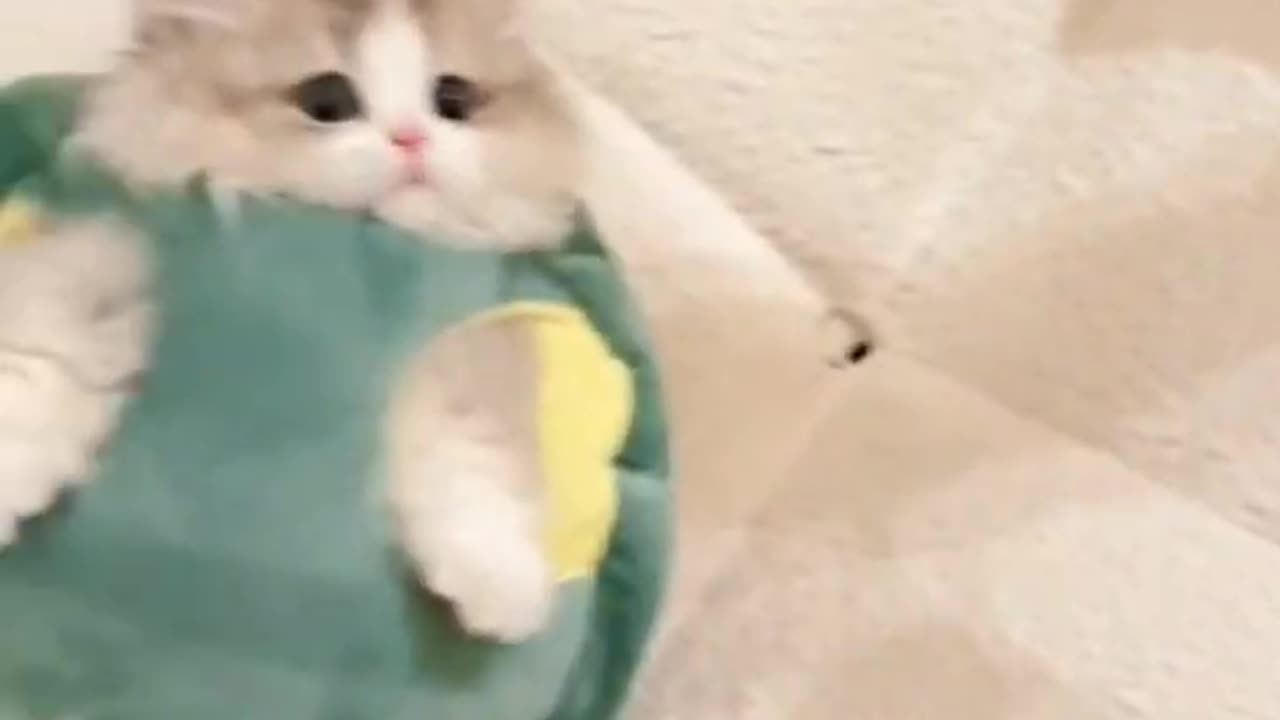 Funny Cat videos 🤣🤣🤣 😺🐈