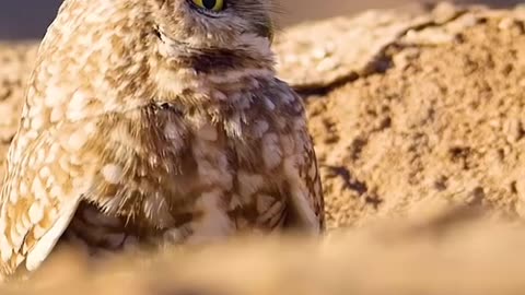 Owl, Wildlife with a natural perspective & Funs