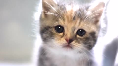 Cute Kitten Compilations