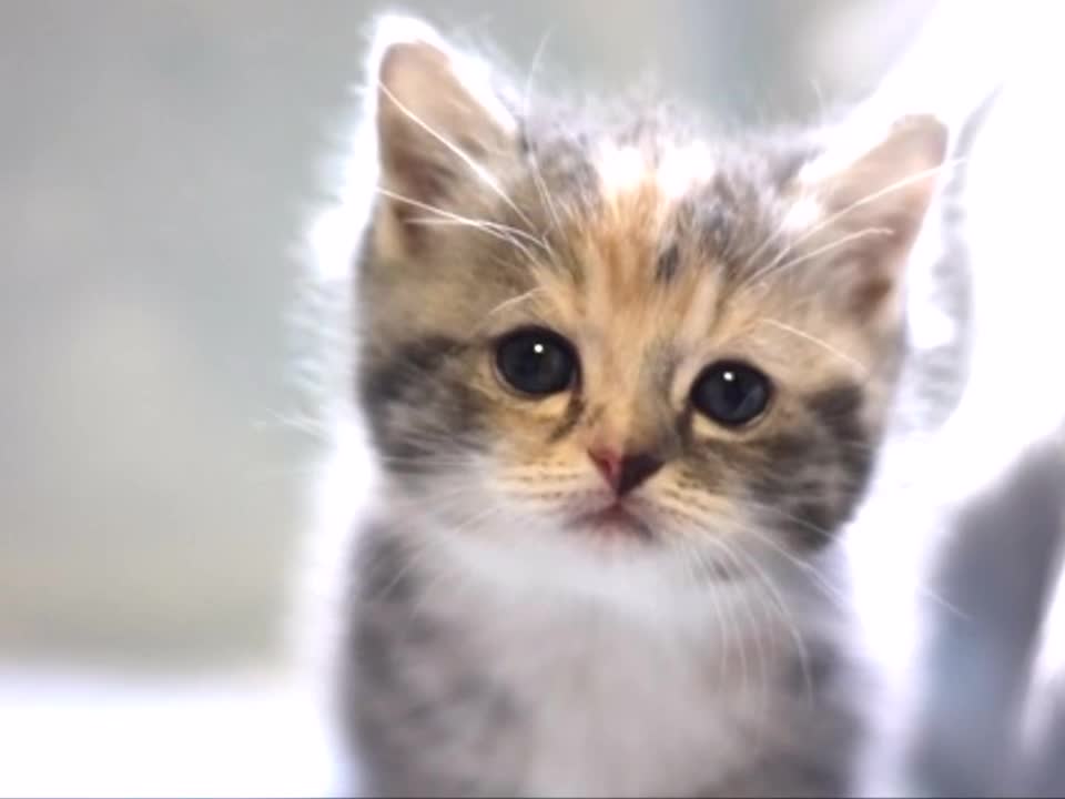 Cute Kitten Compilations