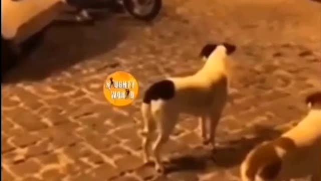 Funny dogs fail🤣🤣🤣🤣