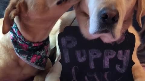 Puppy love brown dog licks other dog's ear