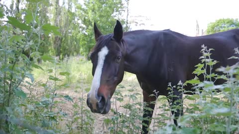 Horses #horses #free #nocopyright