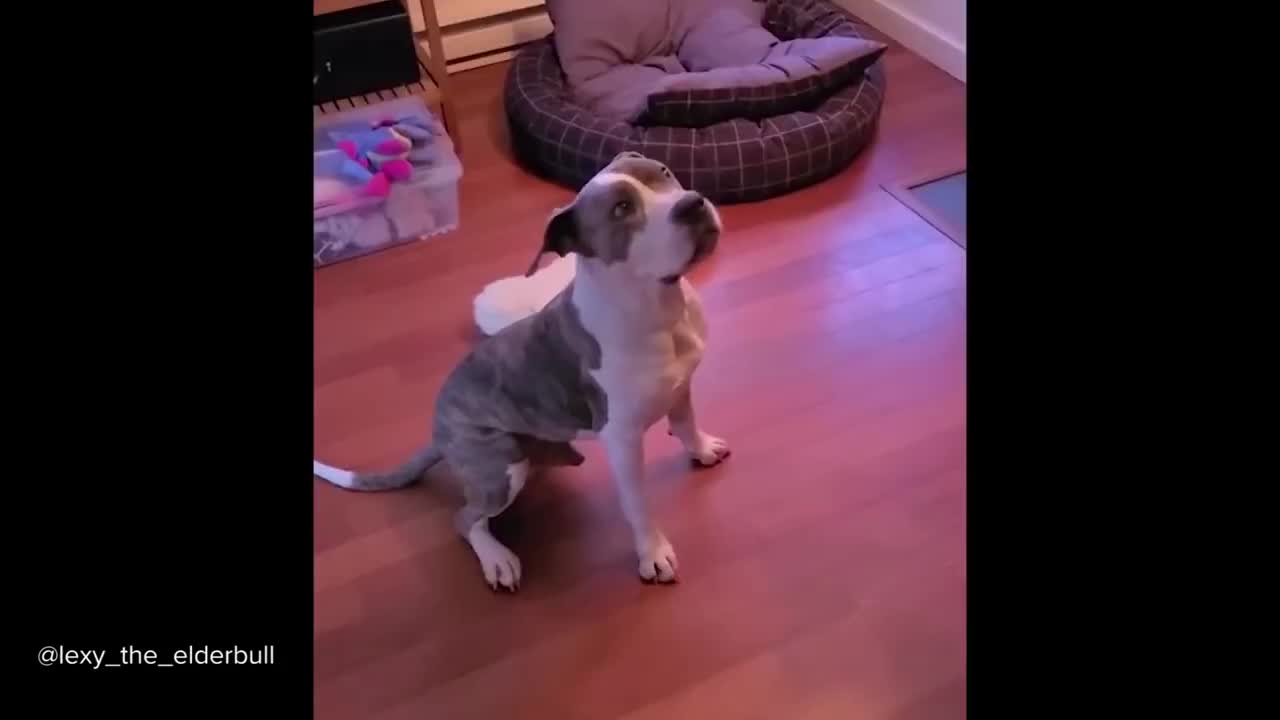 Pitbulls Being Wholesome Funny and Cute Pit