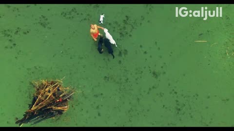 Drone footage of dogs running on grass ocean beach