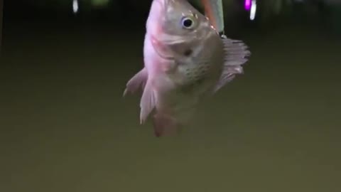 go fishing