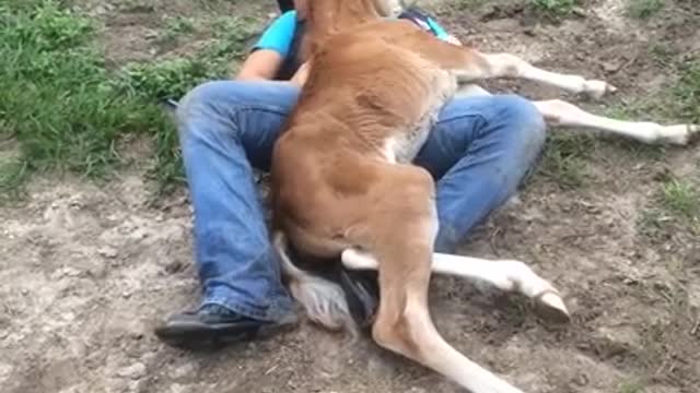 Young Girl Climbs Fence To Play With Foal, Then Blindsides Her With Move She Never Saw Coming