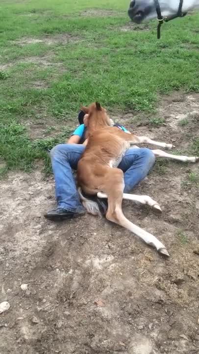 Young Girl Climbs Fence To Play With Foal, Then Blindsides Her With Move She Never Saw Coming
