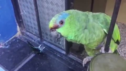 Parrot talking crazy