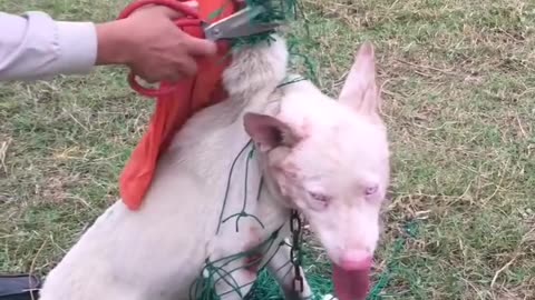 Such patience and kindness #animalrescue