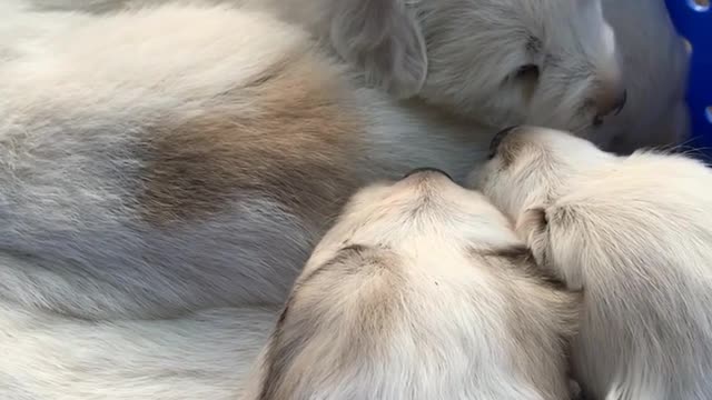 Great Pyrenees Pups at 2wks & My Very First Time 'At Them'~!