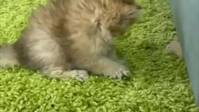 ADORABLE: Cute little kittens playing together