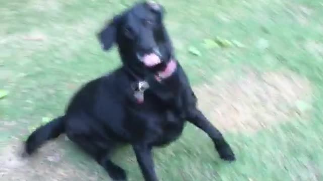 Black lab spins for food