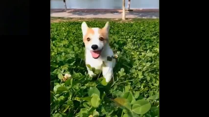 Funny cute animals love animals 2021