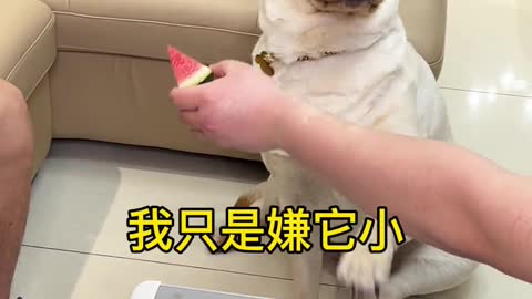 The dog swore and finally ate the watermelon