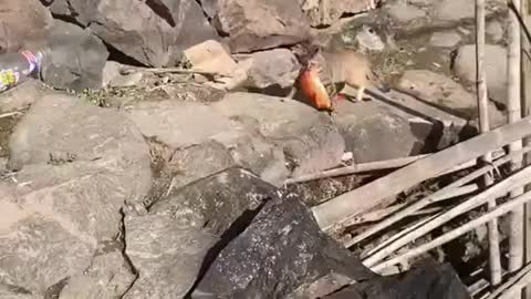 Cat comes home with fish for dinner