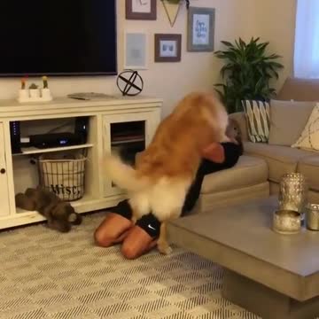 The golden retriever dog looks impatient at the owner making faces